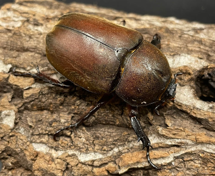 《ヤマトカブトムシ ペア》③