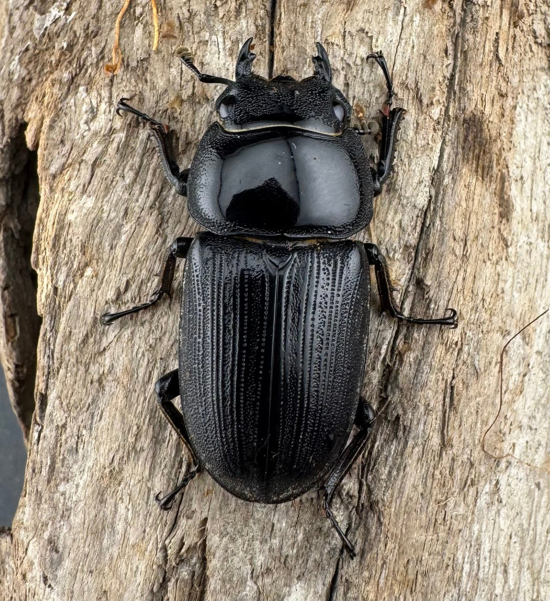 【WD】《クルビデンスオオクワ カオバン産 64mm ペア》