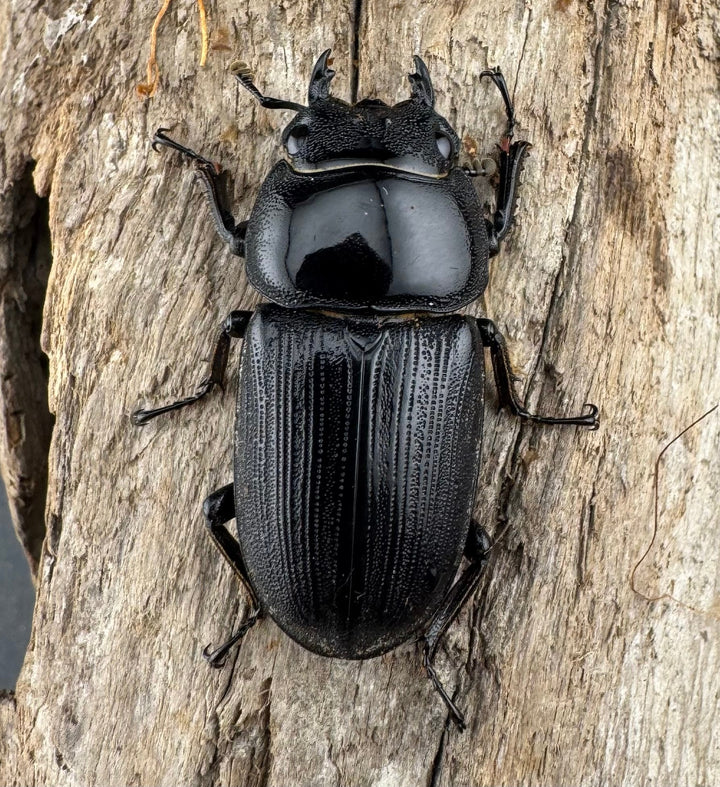 【WD】《クルビデンスオオクワ カオバン産 64mm ペア》