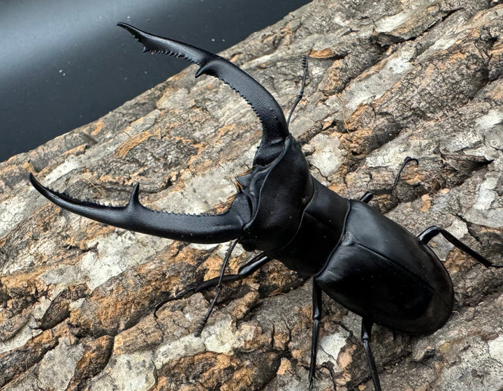 【WD】《マンディブラリスフタマタ 101mm ペア》