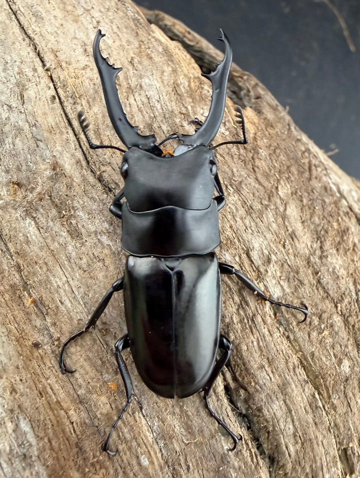 【WD】《ブッダノコギリ原名亜種 40mm ペア》