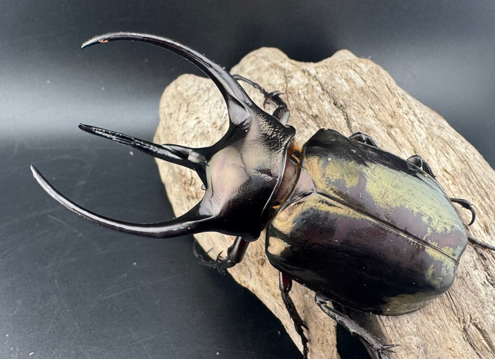 【WD】《ミンダナオアトラスオオカブト キダパワン産 95mm B品ペア》