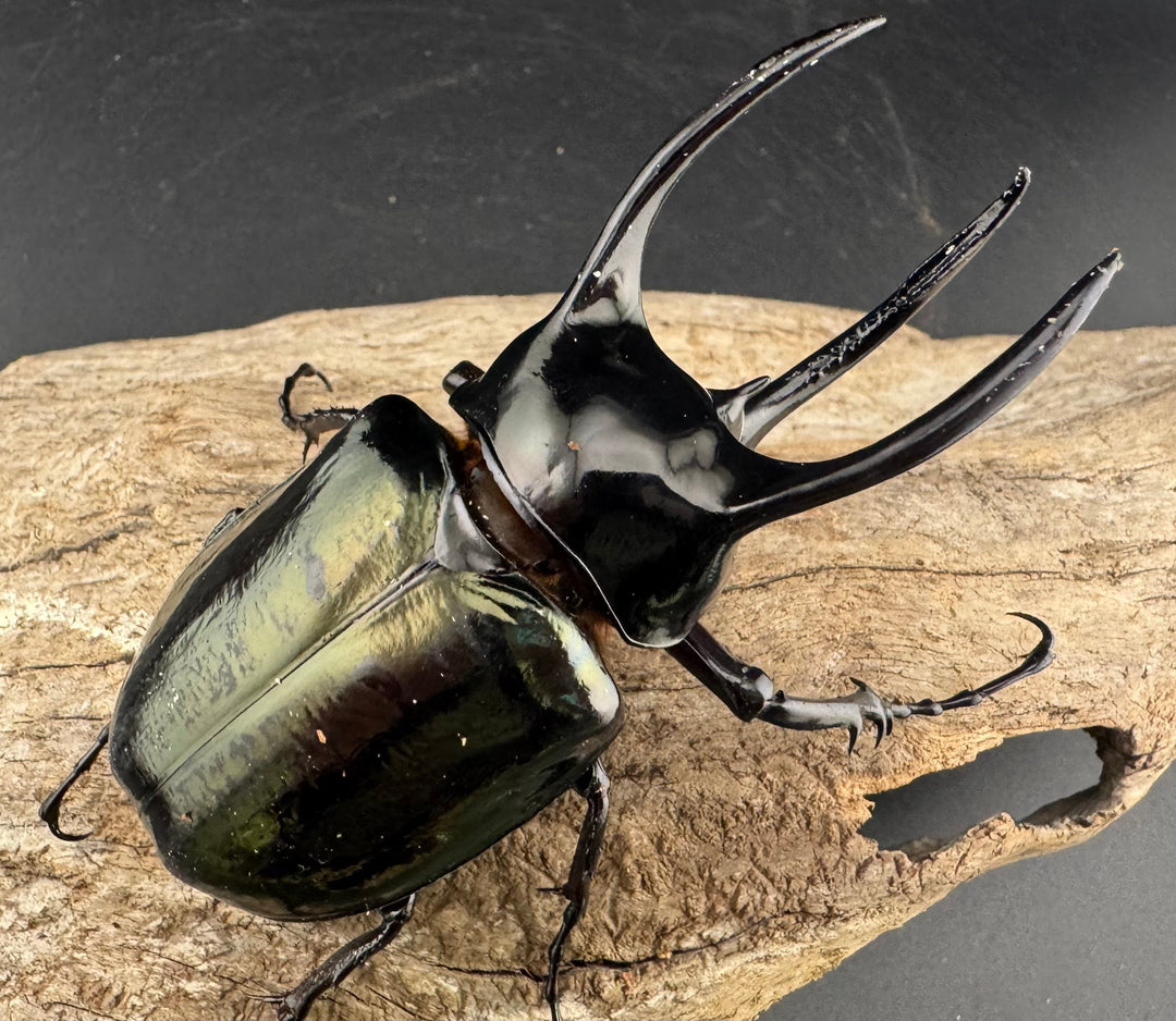 【WD】《アトラスオオカブト亜種マンテツ ラオス産 88mm ペア》