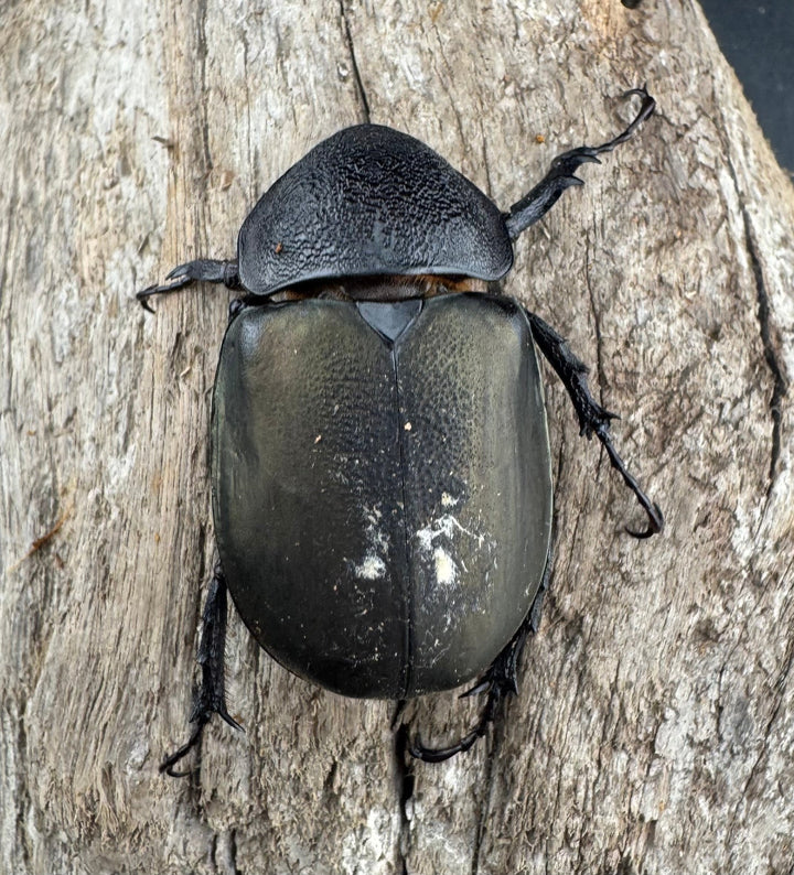 【WD】《アトラスオオカブト スマトラ島産 81mm ペア》