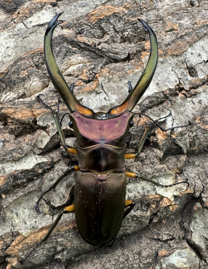 【WD】《エラフスホソアカクワガタ 88.5mm ペア》