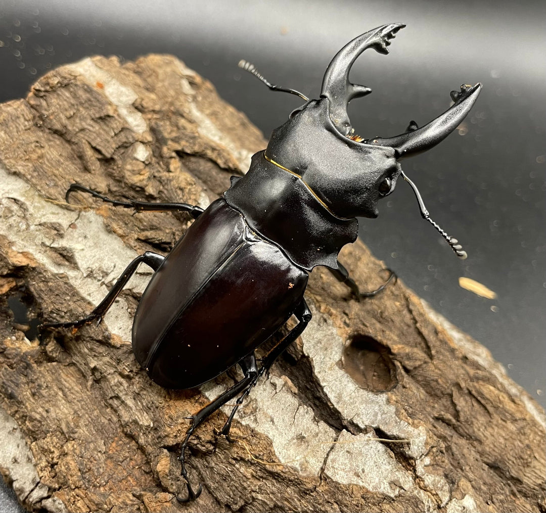 【WD】《アルケスツヤクワガタ 80mm A’品ペア》