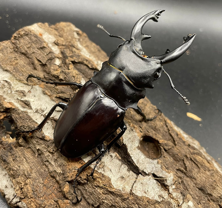 【WD】《アルケスツヤクワガタ 80mm A’品ペア》