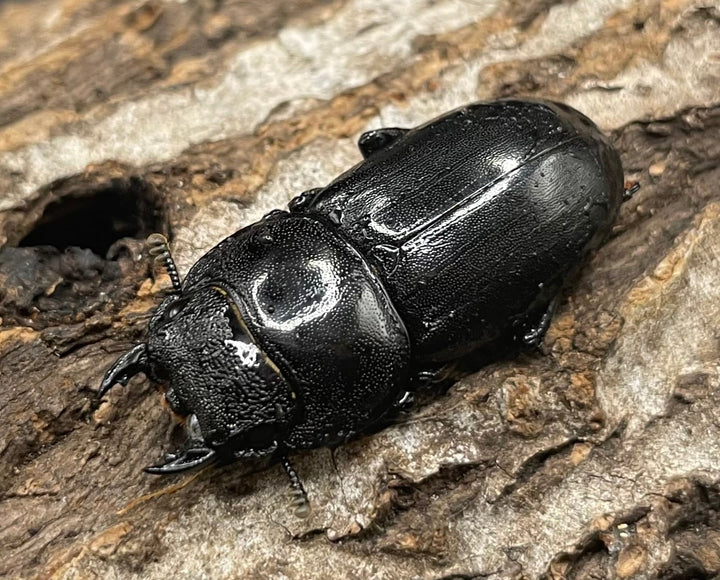 【WD】大型《イフガオヒラタ 88mm ペア》