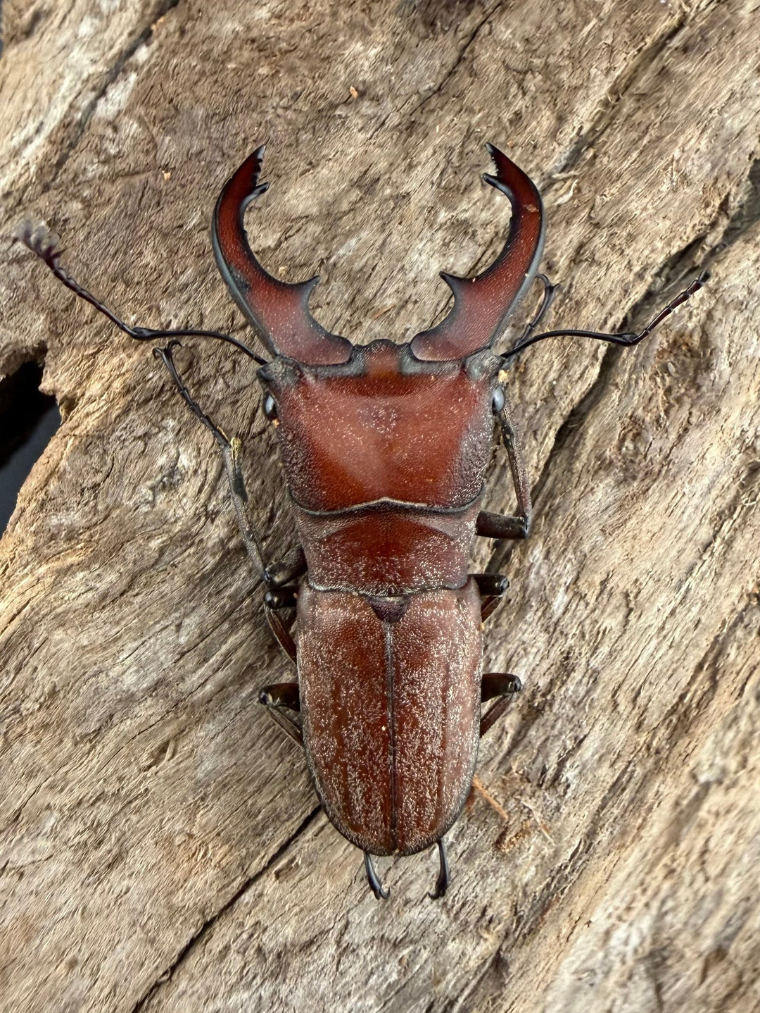 【WD】《スズムラホソアカ ロハス産 36mm A’品ペア》