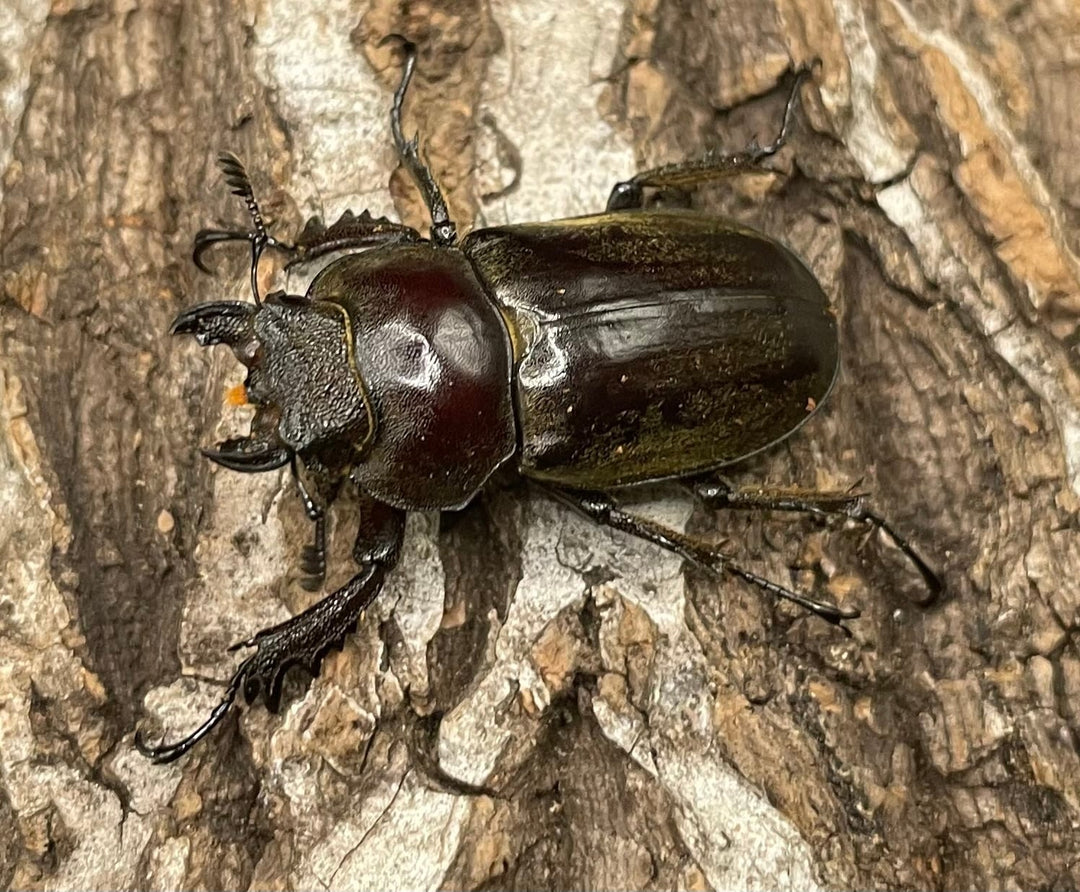 【WD】《ビクトリウスミヤマクワガタ 56mm ペア》