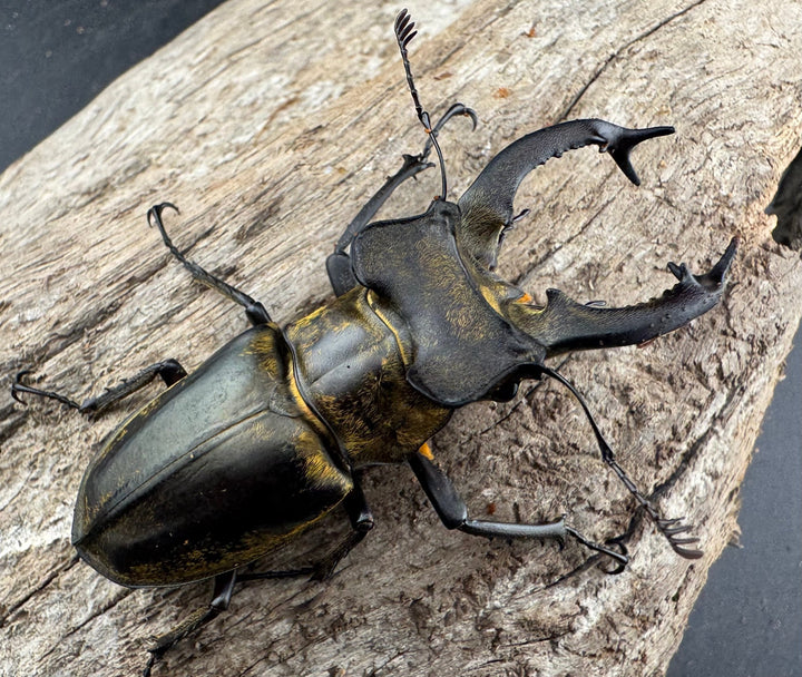 【WD】《セリケウスミヤマ原名亜種 61.5mm ペア》