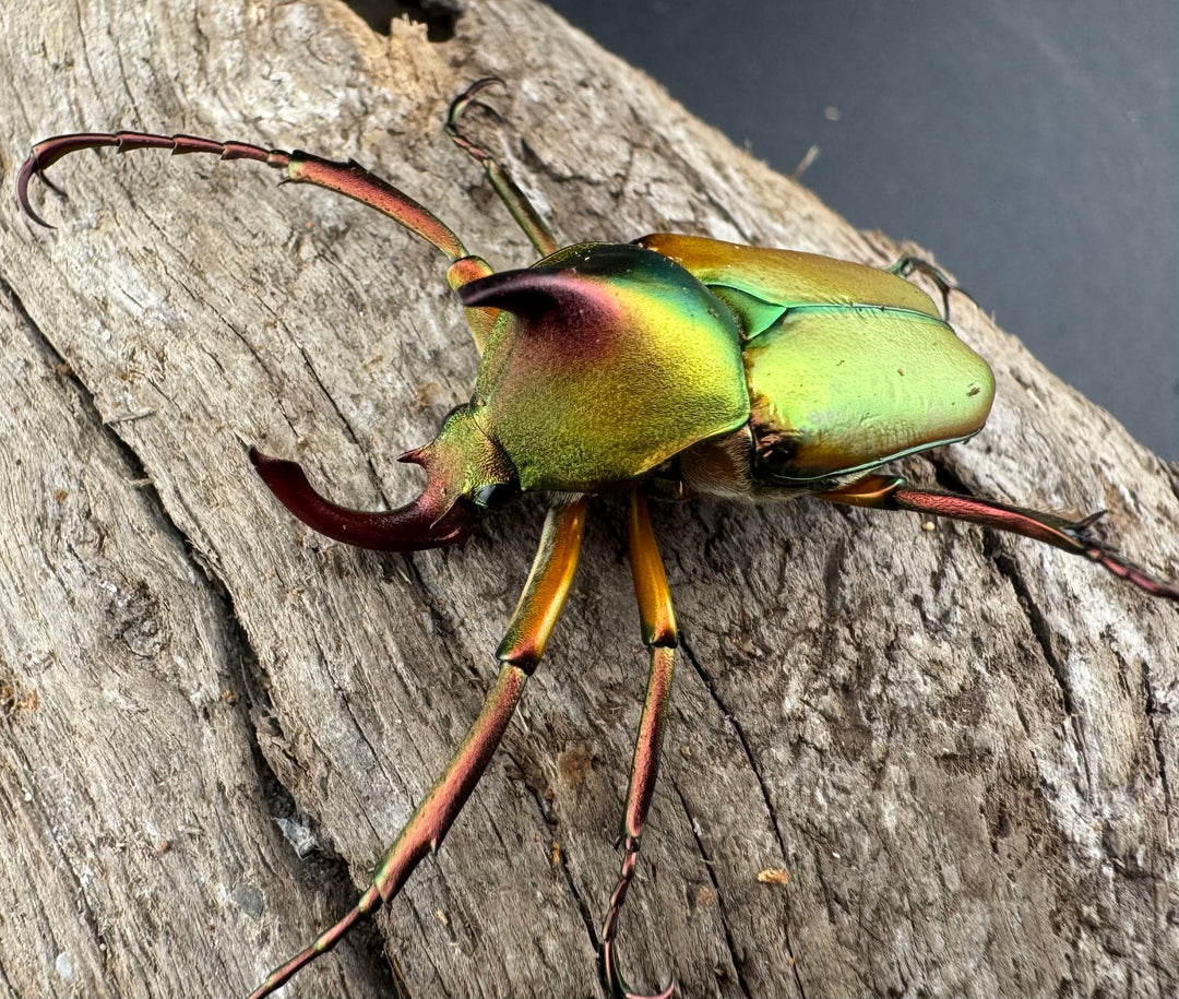 数量20頭限定【WD】《ロドリゲスヒメカブトハナムグリ ♂単》