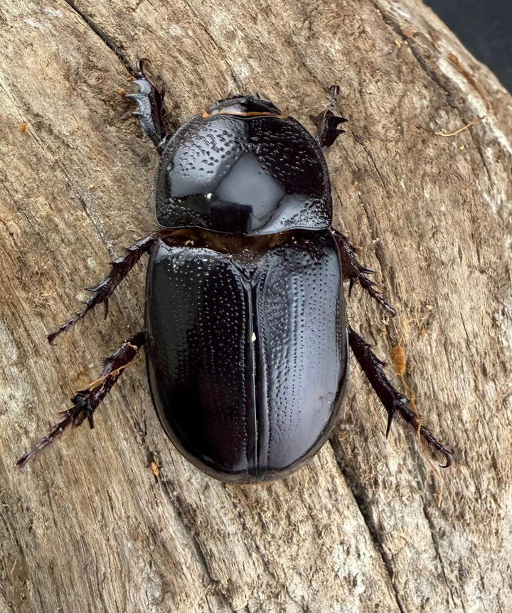 【WD】《マルタバンメンガタカブト 60mm A'品ペア》