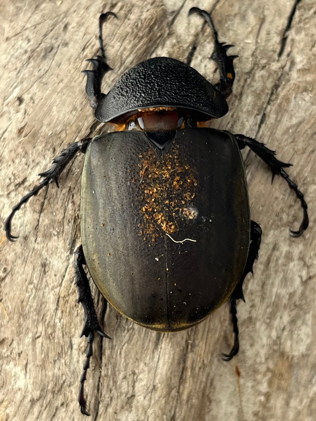 【WD】《ミンダナオアトラスオオカブト マラグサン産 90mm ペア》