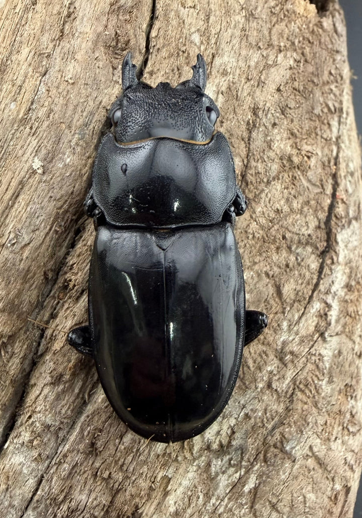 【WD】《マンディブラリスフタマタ 95mm ペア》