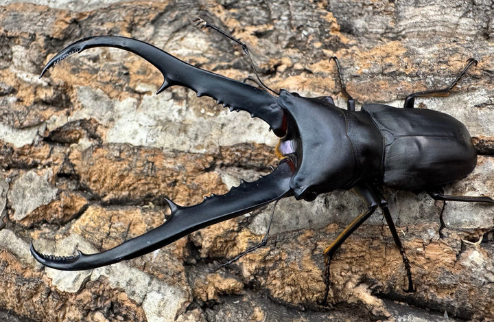 《メタリフェルホソアカ ブラックカラー 81mm ペア》