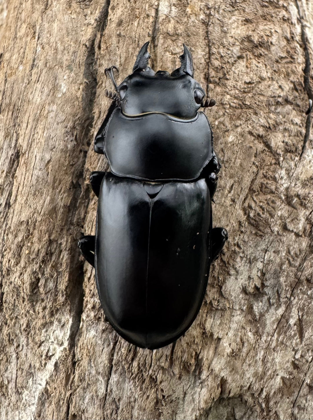 【WD】《ウエストウッディ亜種カズミアエ 雲南省産 54mm ペア》