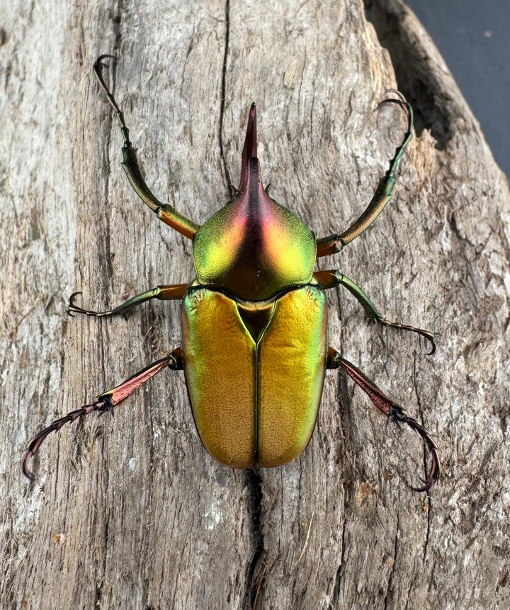 【WD】《ロドリゲスヒメカブトハナムグリ 大型 ペア》