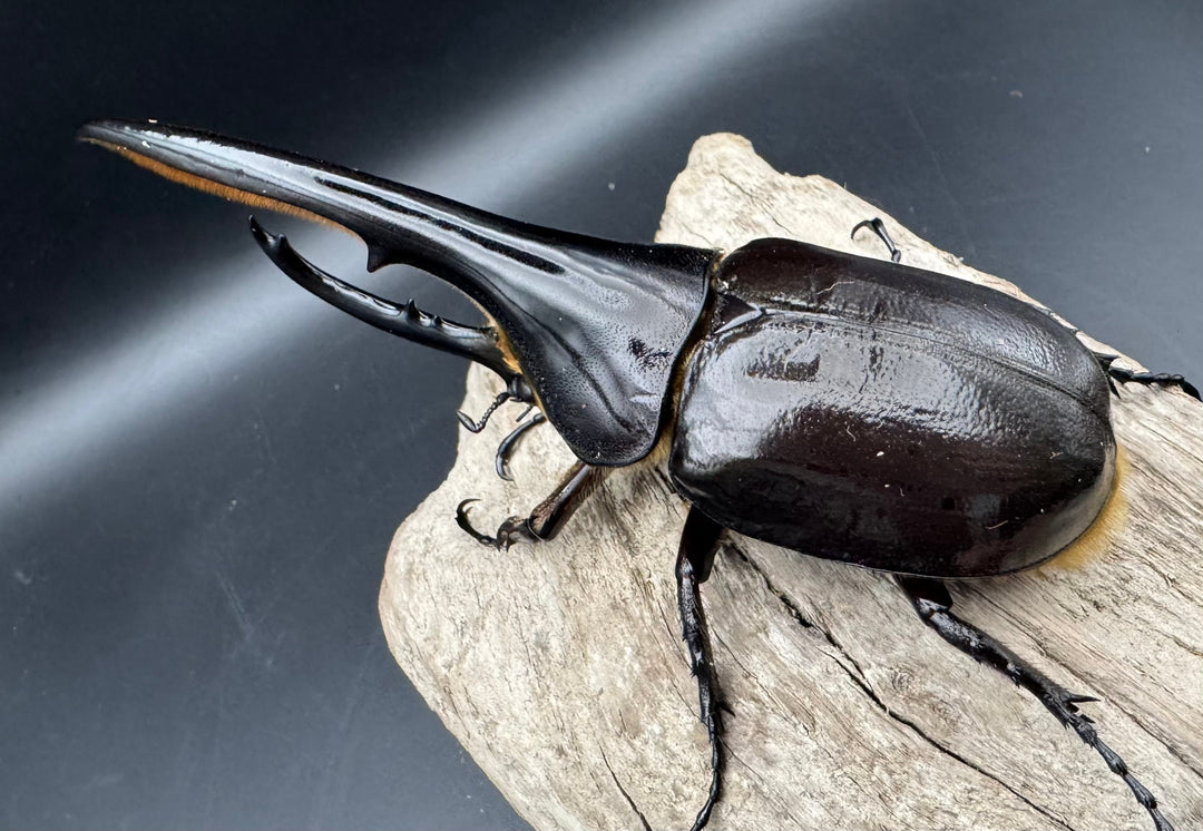 《ヘラクレス・ヘラクレス 131mm ペア》