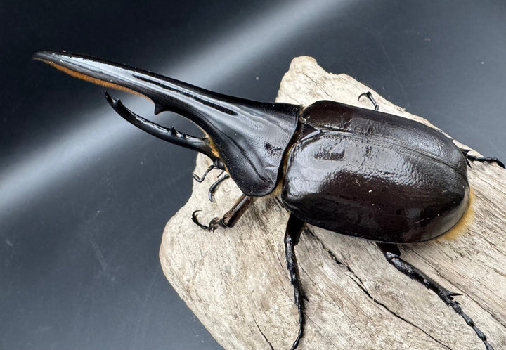 《ヘラクレス・ヘラクレス 131mm ペア》