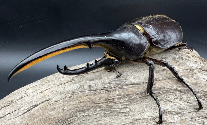 《ヘラクレス・ヘラクレス 127mm ペア》