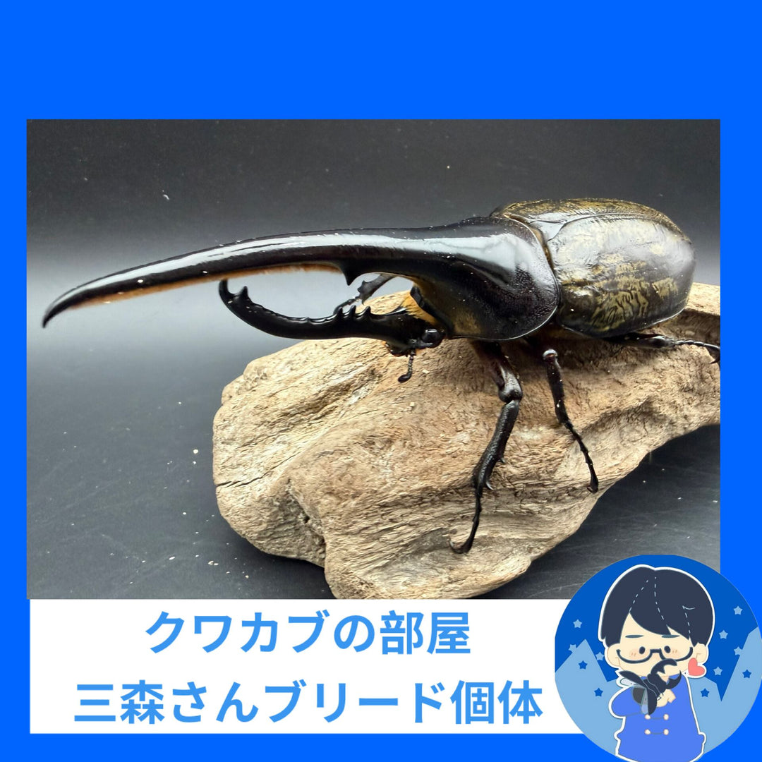 《ヘラクレス・ヘラクレス 151mm ペア》クワカブの部屋三森氏ブリード個体