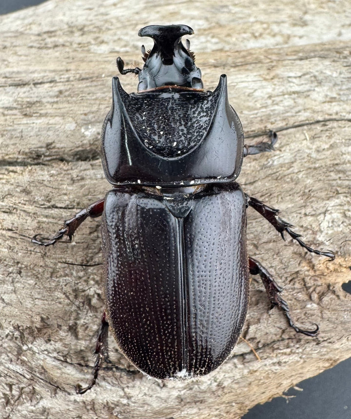 【WD】《ヒラズツツサイカブト 47mm ペア》