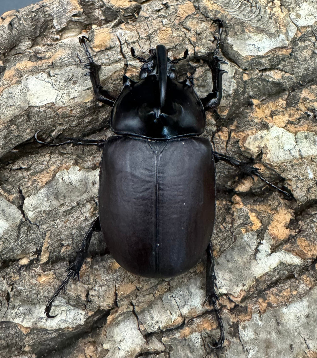 【WD】《ビルマニクス ゴホンツノ 58.5mm ペア》