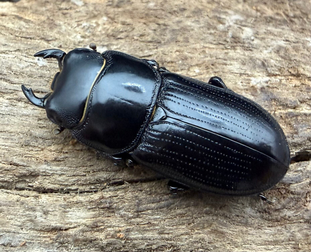 【WD】《ドルクス カツラ ssp.  雲南省産 22.5mm ♂♀♀トリオ》