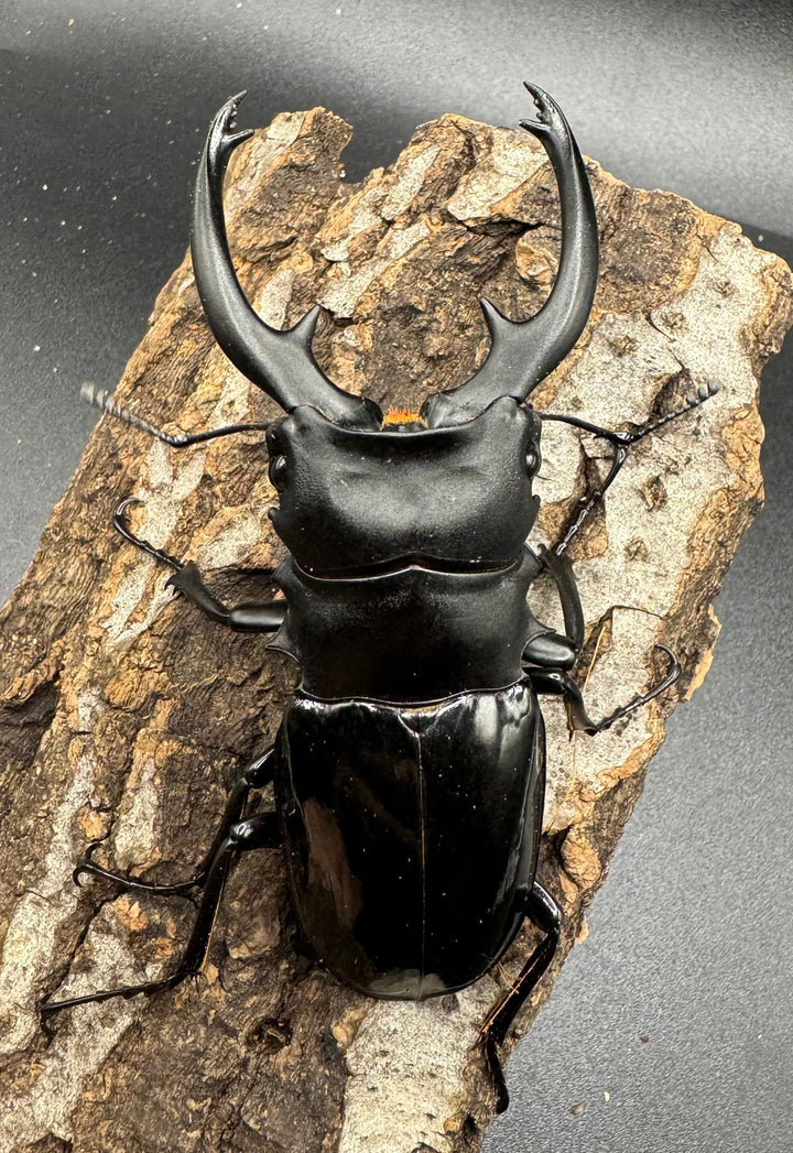 【WD】《インターメディアツヤクワガタ 89mm ペア》