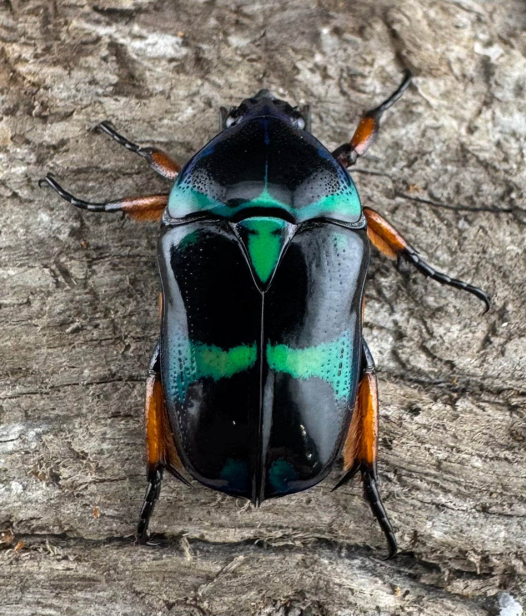 【WD】《ベルシコロールツヤカナブン ロハス産 ペア》