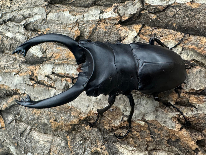 【WD】大歯《アルケスツヤクワガタ 86mm ペア》