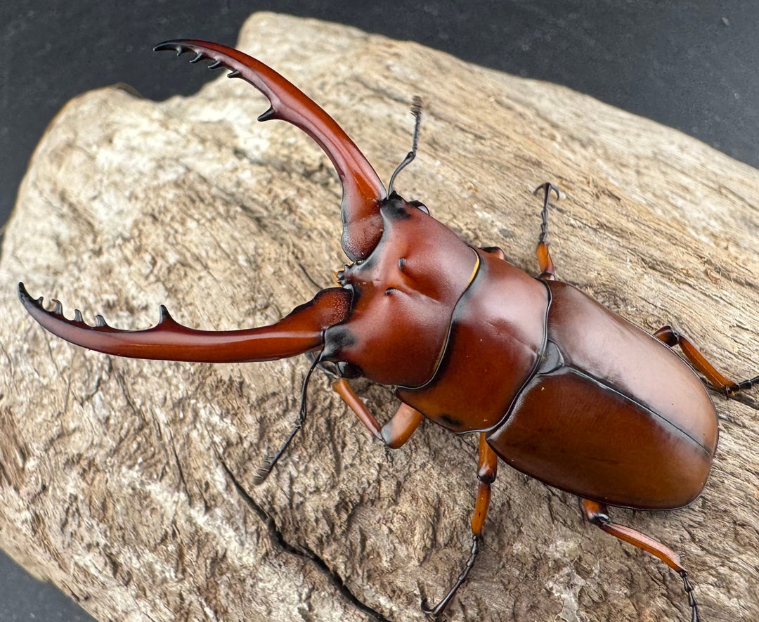 【WD】《アスタコイデス亜種fraternus ベトナム産 60mm ペア》