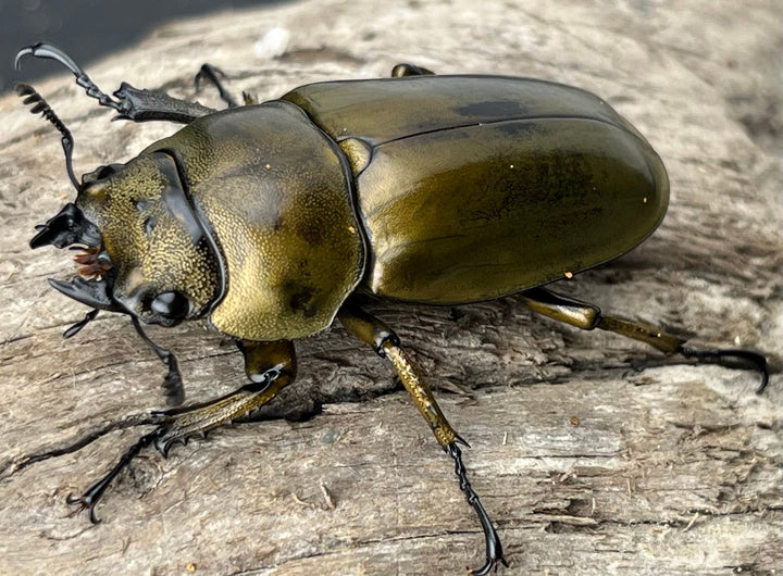 【F0】《ローゼンベルグオウゴンオニクワガタ 44mm ♀単》