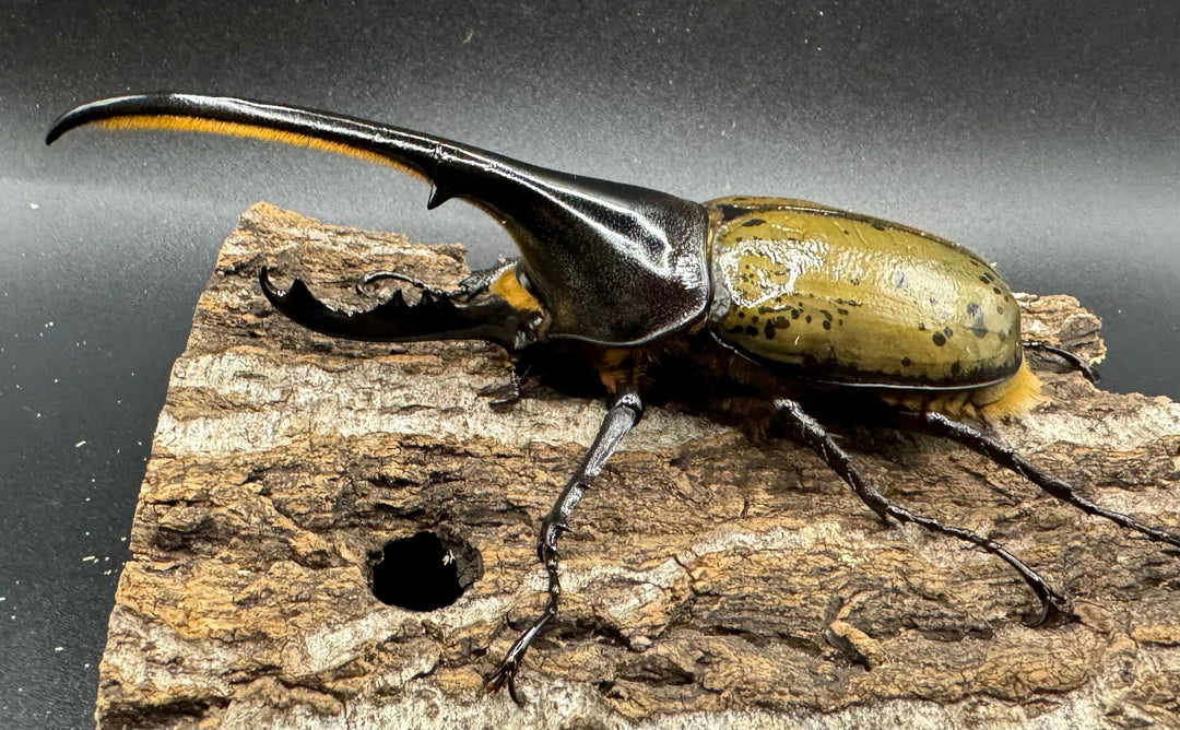 《ヘラクレス・ヘラクレス 129mm ペア》