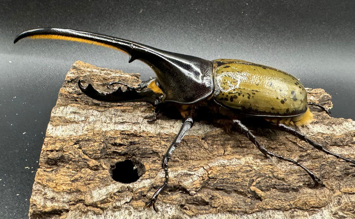 《ヘラクレス・ヘラクレス 129mm ペア》