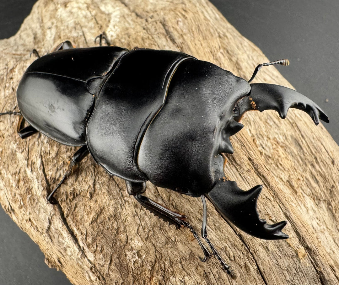 【WD】《アルキデスヒラタ ベンクール産 短歯 73mm ペア》