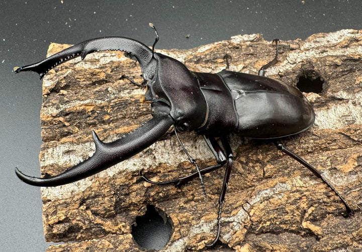 【WD】《マンディブラリスフタマタ 100.5mm ペア》