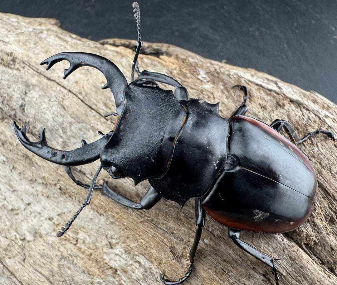 【WD】《クベラツヤクワガタ亜種sinensis 海南省産 68mm B品ペア》