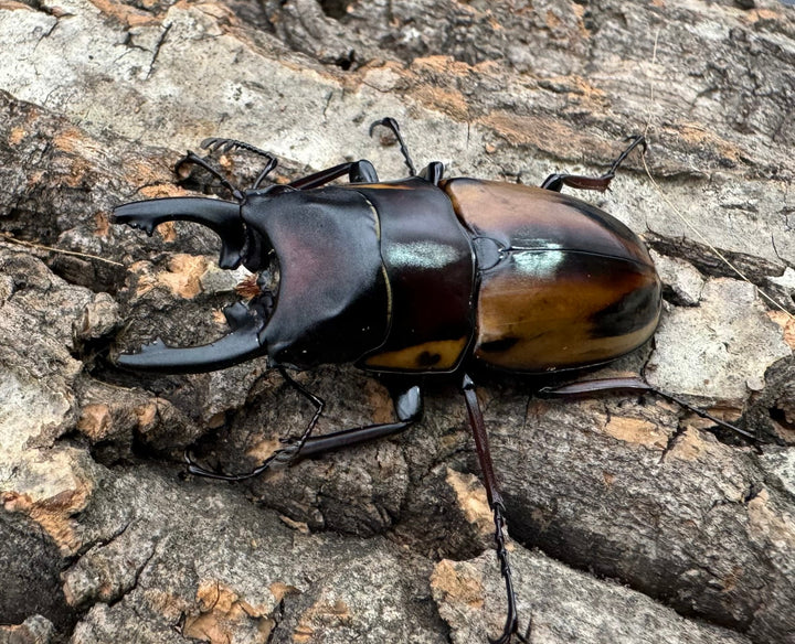 【WD】《ファブリースノコギリ原名亜種 52mm ペア》