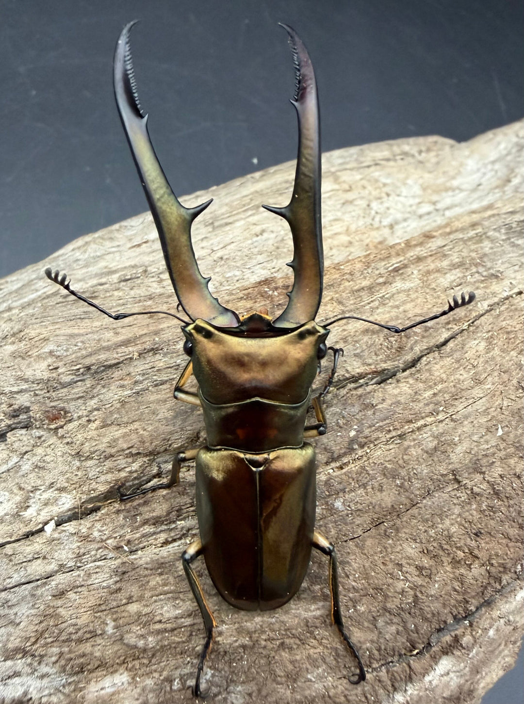《メタリフェルホソアカ亜種サンギレンシス 68.5mm ペア》