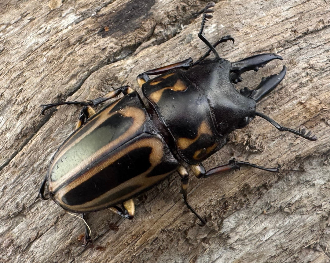 【WD】《ゼブラノコギリクワガタ原名亜種 33.5mm ペア》