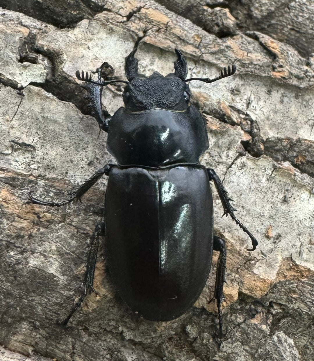 【WD】《ラミニフェルミヤマ  70mm ♂♀♀トリオ A'品》