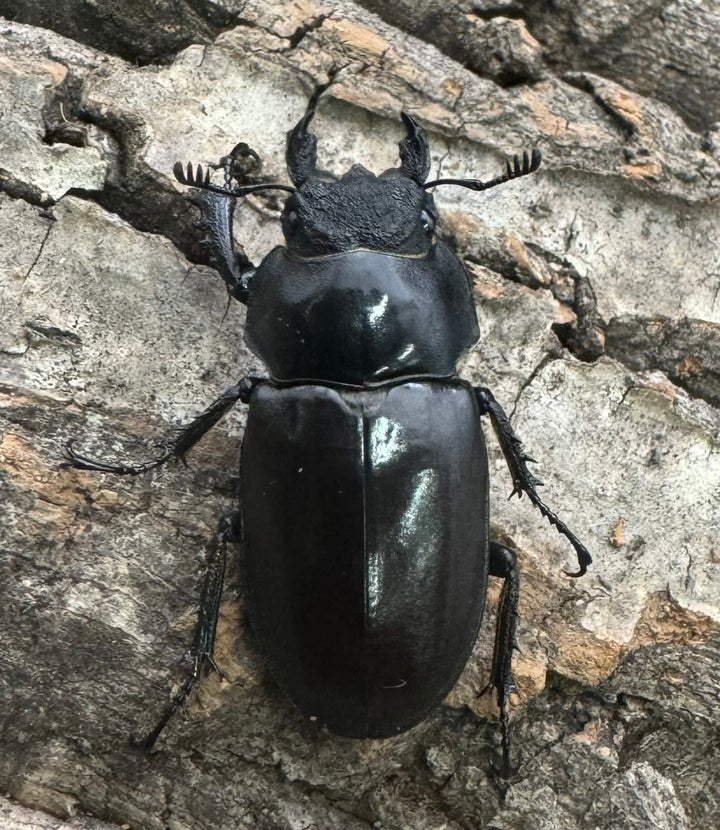 【WD】《ラミニフェルミヤマ  70mm ♂♀♀トリオ A'品》