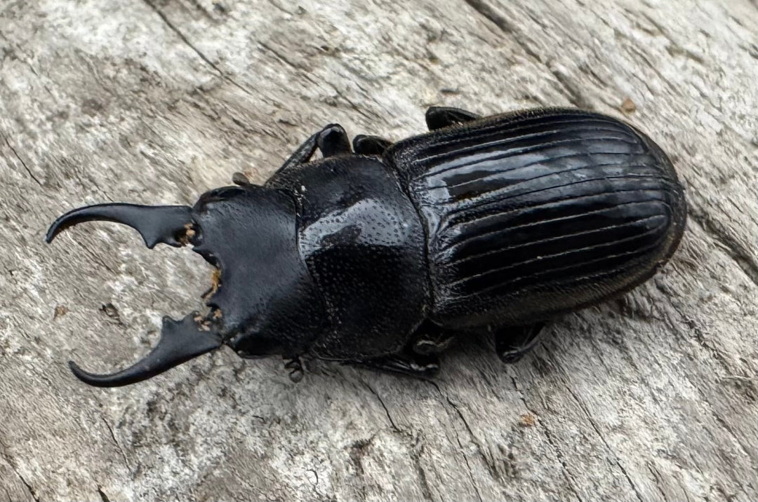 【WD】《ラムリーネブトクワガタ 19mm ペア》