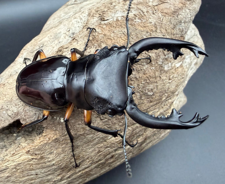 【WD】《インペリアリスツヤ亜種komorii トゥルスマリア産 64.5mm ペア》