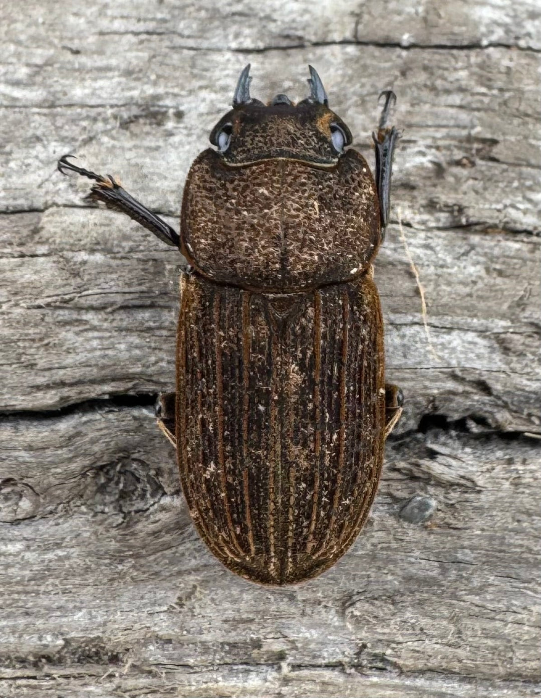 【WD】《ウルスルスサビクワガタ チベット産 21mm ペア》