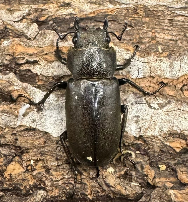 【WD】《メタリフェルホソアカ 87.5mm ペア》