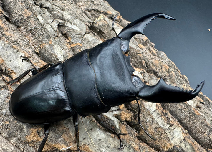 《スマトラオオヒラタ 95mm ペア》