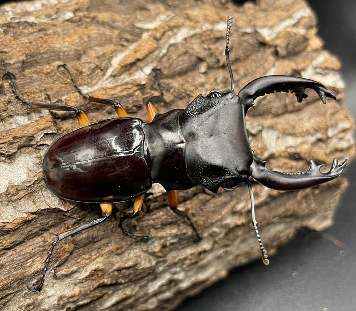 【WD】大型大歯《インペリアリスツヤクワガタ 66mm A’品ペア》